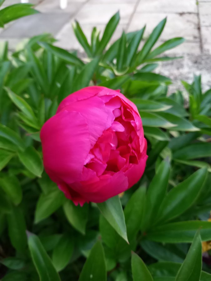 Paeonia lactiflora Red Sarah Bernhardt, Luktpion, 3 ögon