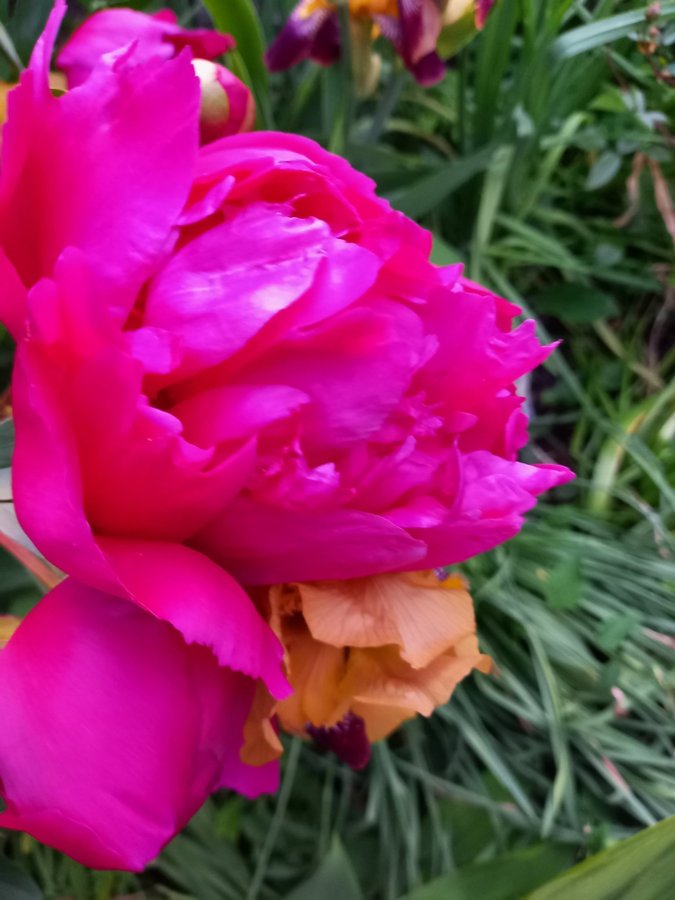 Paeonia lactiflora Red Sarah Bernhardt, Luktpion, 3 ögon