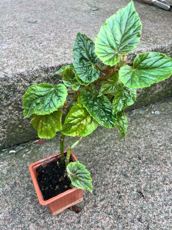 Begonia Metallica incarnata