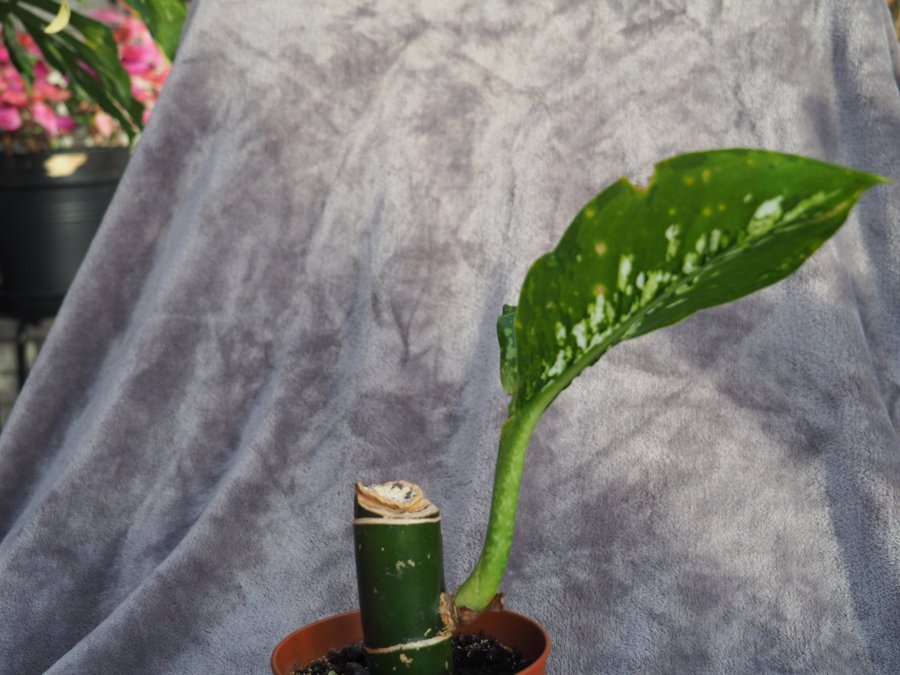 Dieffenbachia 'Crocodile' - prickblad variegata planta