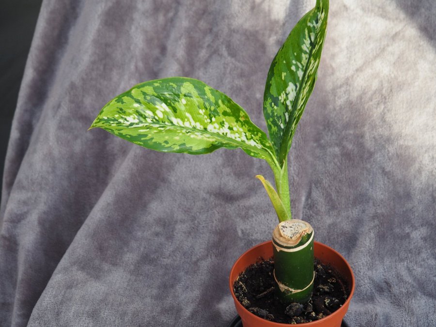 Dieffenbachia 'Crocodile' - prickblad variegata planta