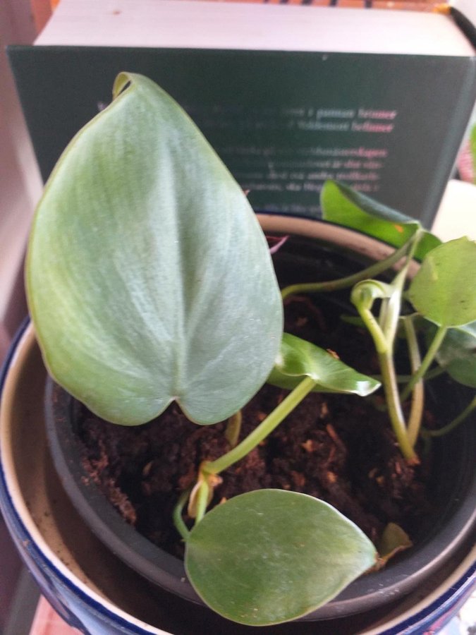 En planta av min Philodendron