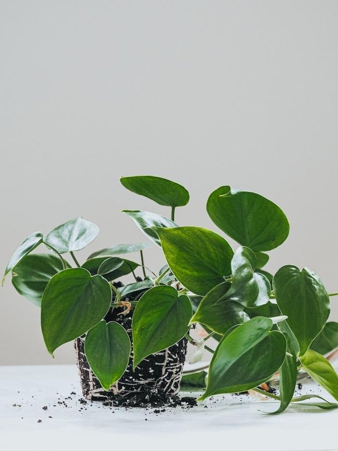 En planta av min Philodendron