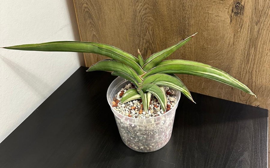 Sansevieria Robusta white variegated