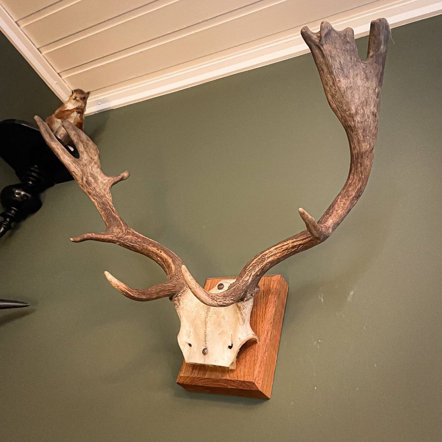 Jakttrofé Dovhjort. Taxidermi. Horn. Kuriosa. Udda inredning.