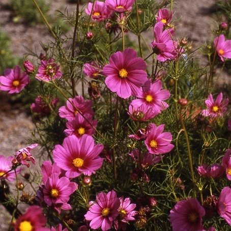 Rosenskära 'Tetra Versailles Dark Rose', h 110 cm, blom till frost, 40 frön