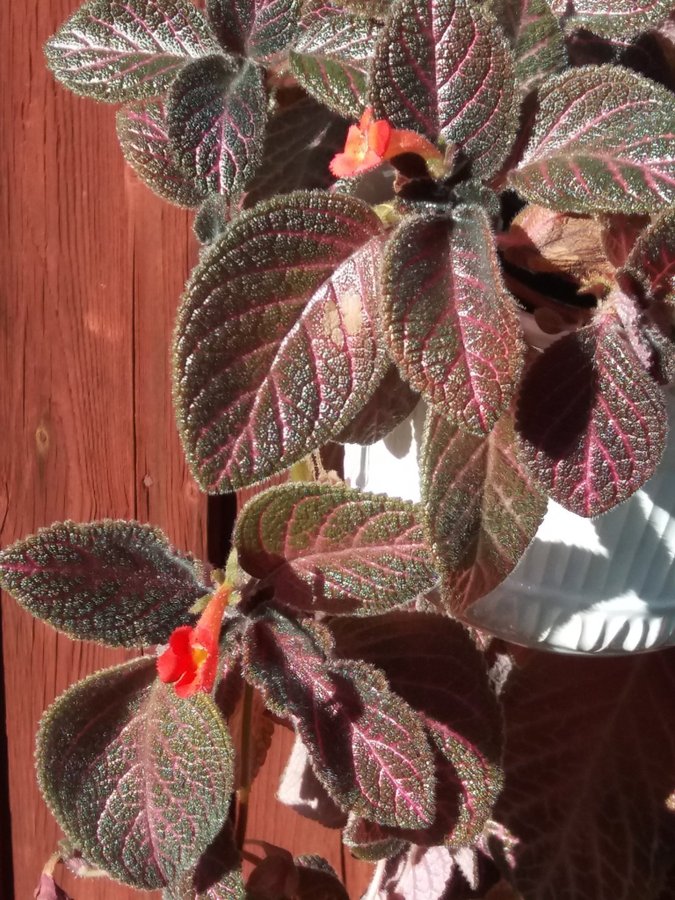 Episcia Kopparblad Country Love