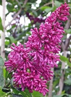 Syringa 'Redwine' - Syren