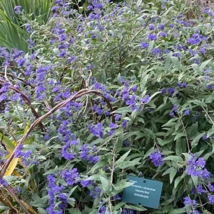 Skäggbuske (Caryopteris clandonensis) 'heavenly Blue' - Blå blommande buske