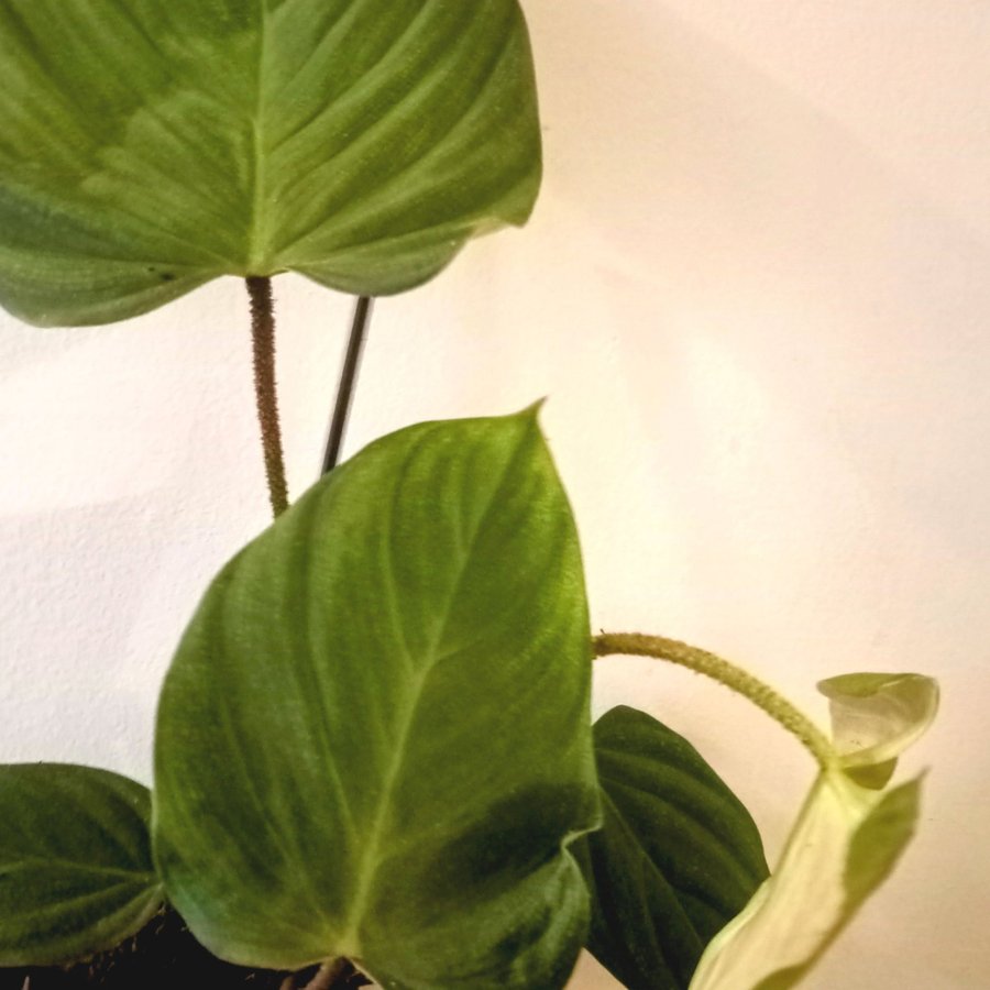 PHILODENDRON " SPLENDID" - planta