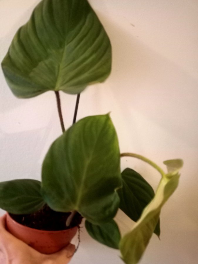 PHILODENDRON " SPLENDID" - planta