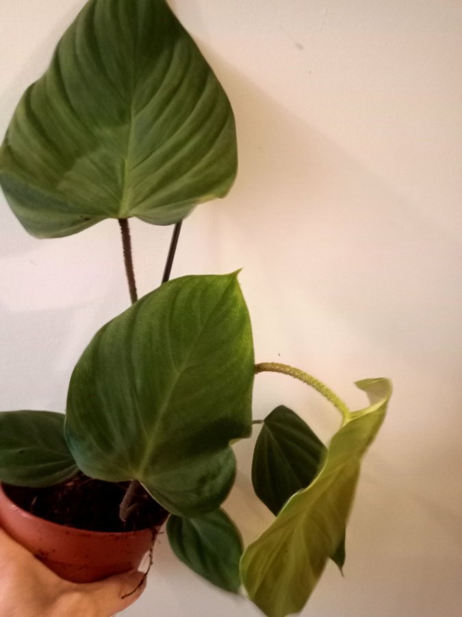 PHILODENDRON " SPLENDID" - planta