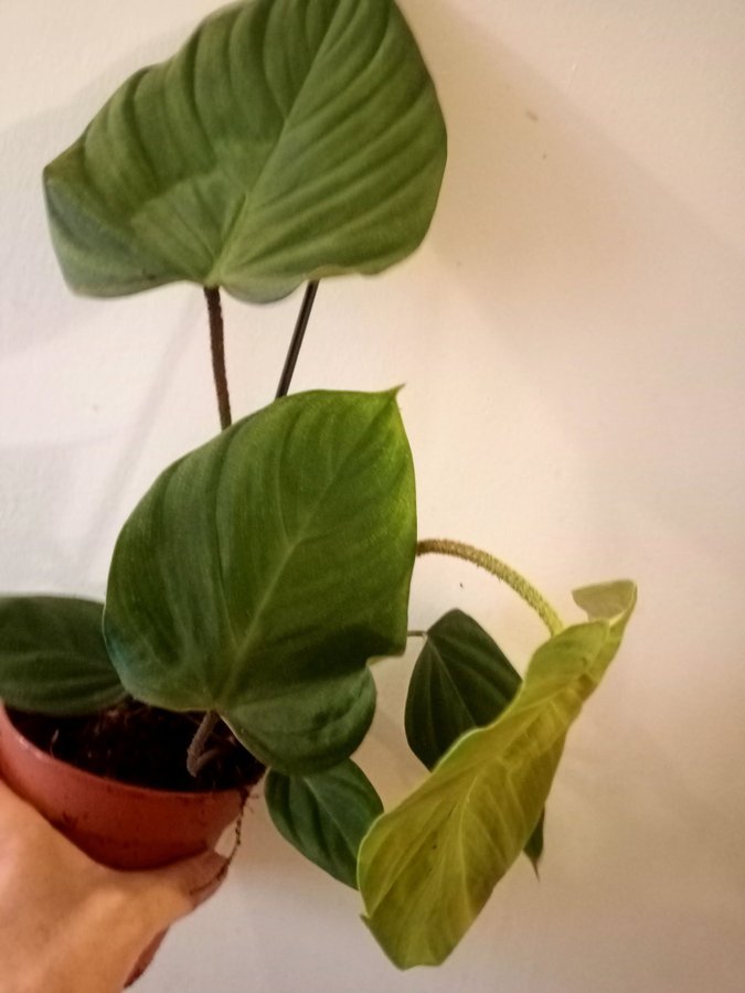 PHILODENDRON " SPLENDID" - planta