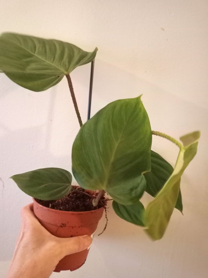 PHILODENDRON " SPLENDID" - planta