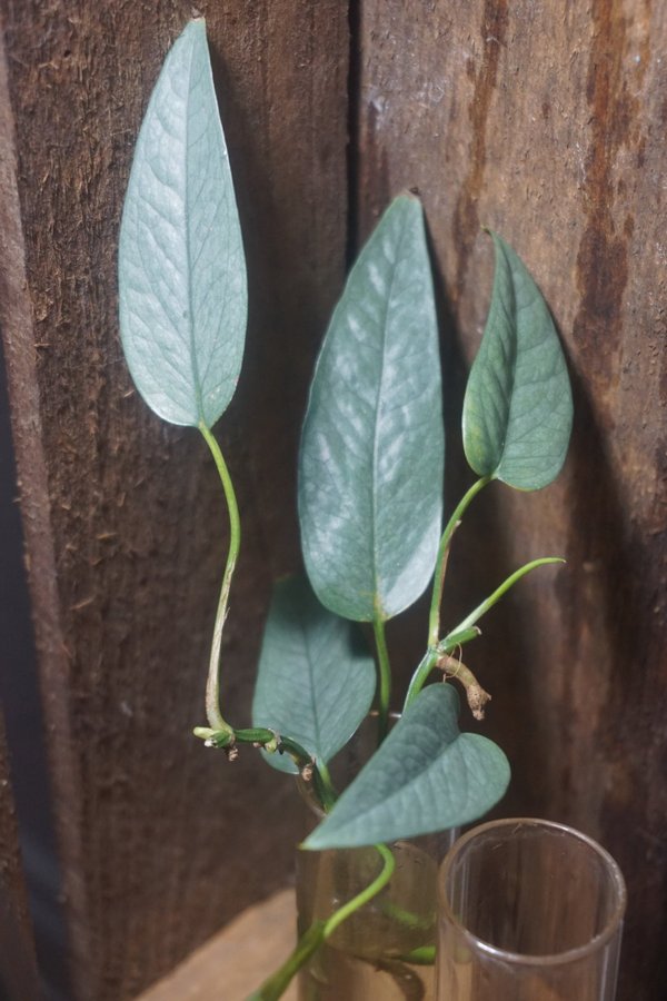 Epipremnum pinnatum 'Cebu blue'