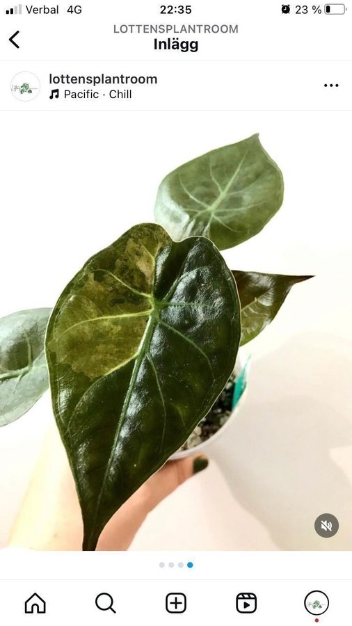 A. Wentii Sunset Variegata *rare* *aroid* *variegated* *alocasia*