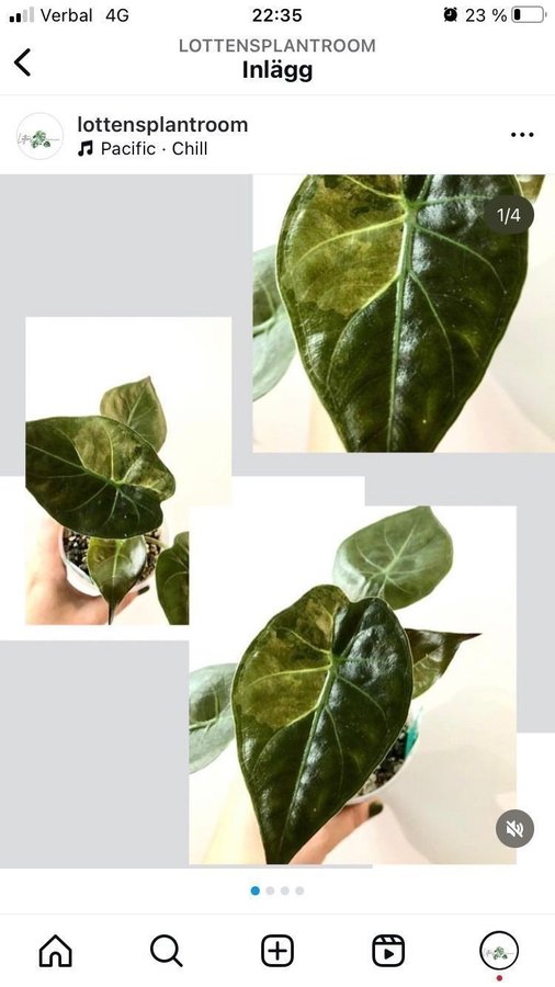 A. Wentii Sunset Variegata *rare* *aroid* *variegated* *alocasia*