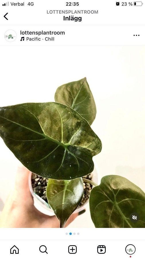 A. Wentii Sunset Variegata *rare* *aroid* *variegated* *alocasia*