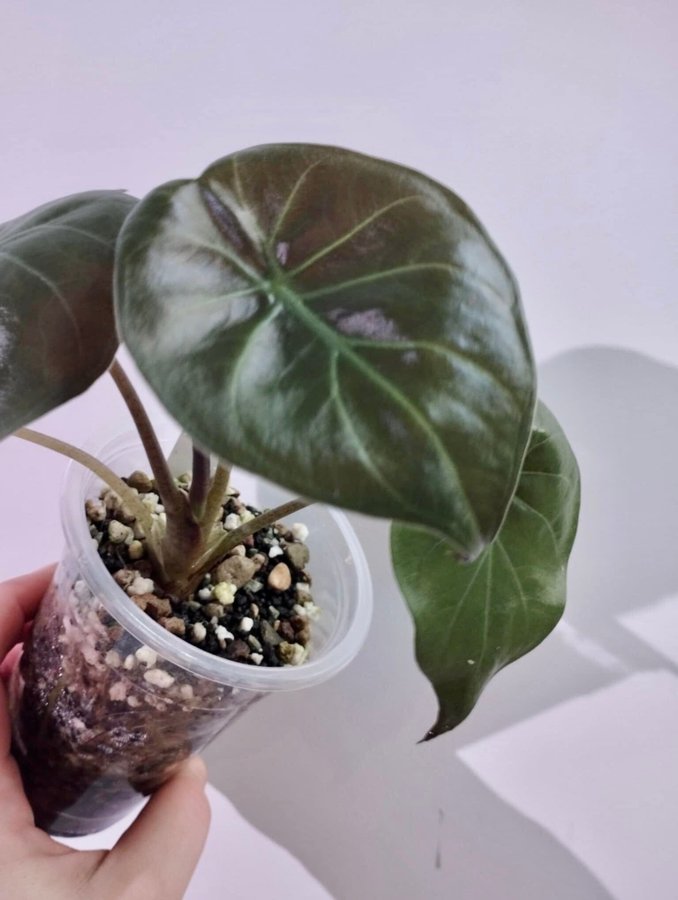 A. Wentii Sunset Variegata *rare* *aroid* *variegated* *alocasia*