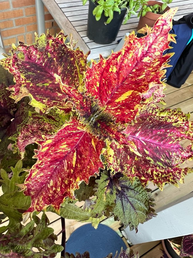 Fröis *** Palettblad/coleus**