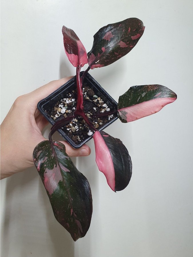 Philodendron 'Pink Princess'