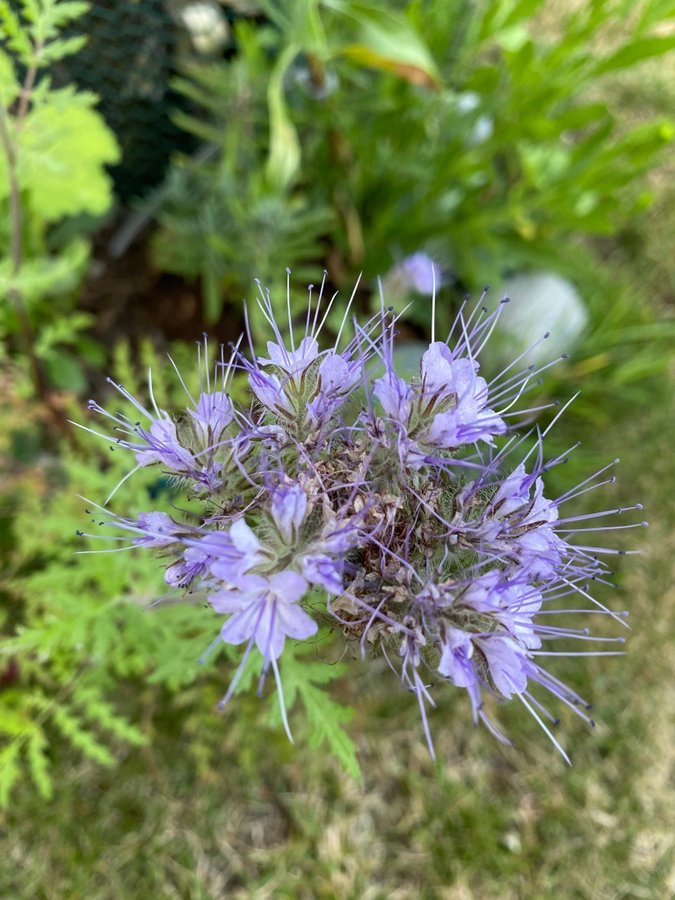 Honungsfacelia honungsört phacelia tanacetifolia gröngöling 100 frön fjärilar bi