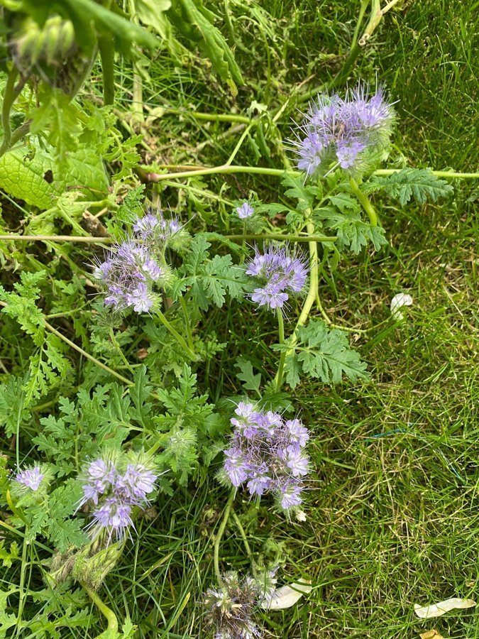 Honungsfacelia honungsört phacelia tanacetifolia gröngöling 100 frön fjärilar bi