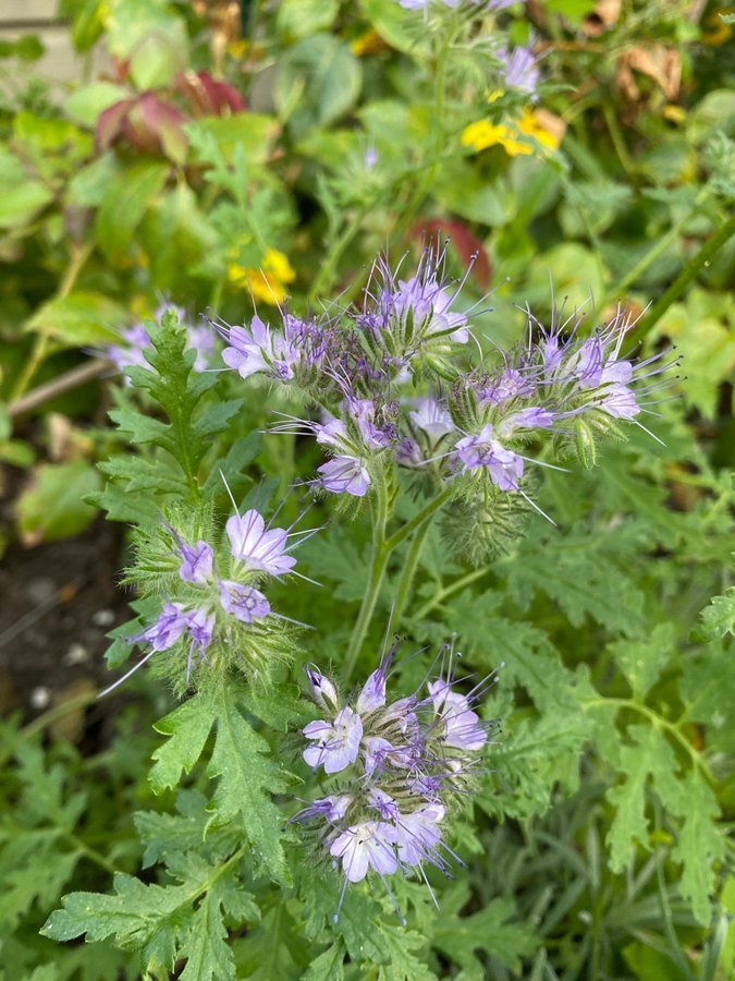 Honungsfacelia honungsört phacelia tanacetifolia gröngöling 100 frön fjärilar bi