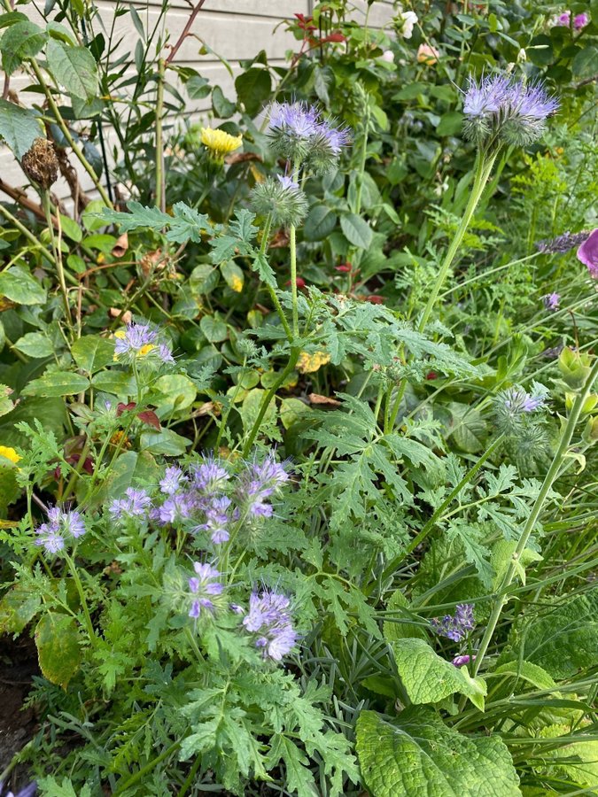 Honungsfacelia honungsört phacelia tanacetifolia gröngöling 100 frön fjärilar bi