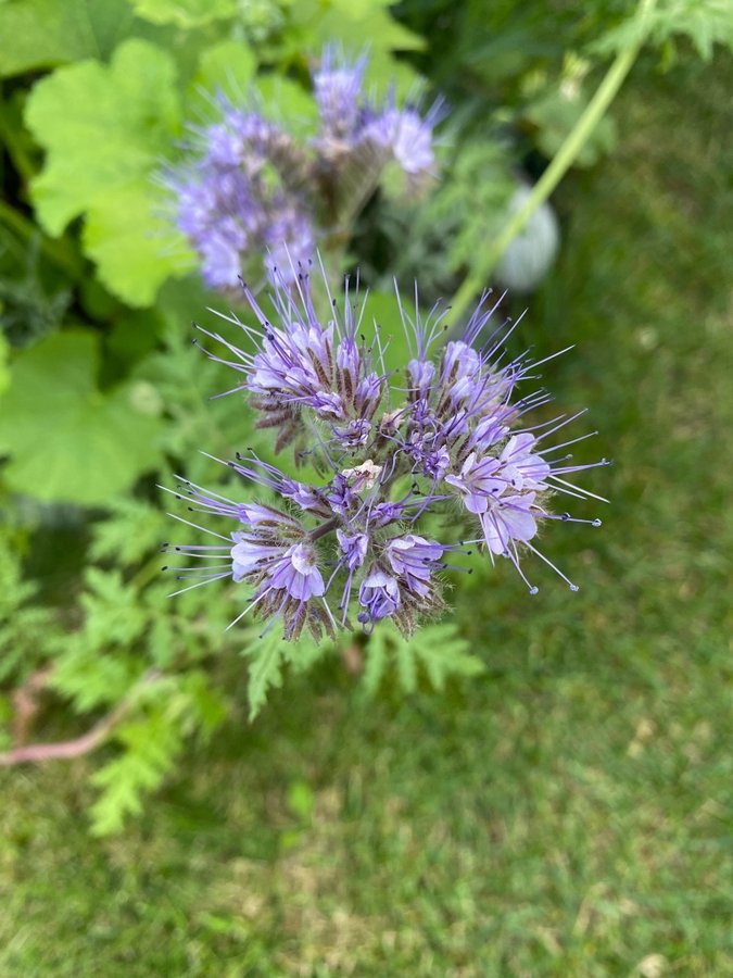 Honungsfacelia honungsört phacelia tanacetifolia gröngöling 100 frön fjärilar bi