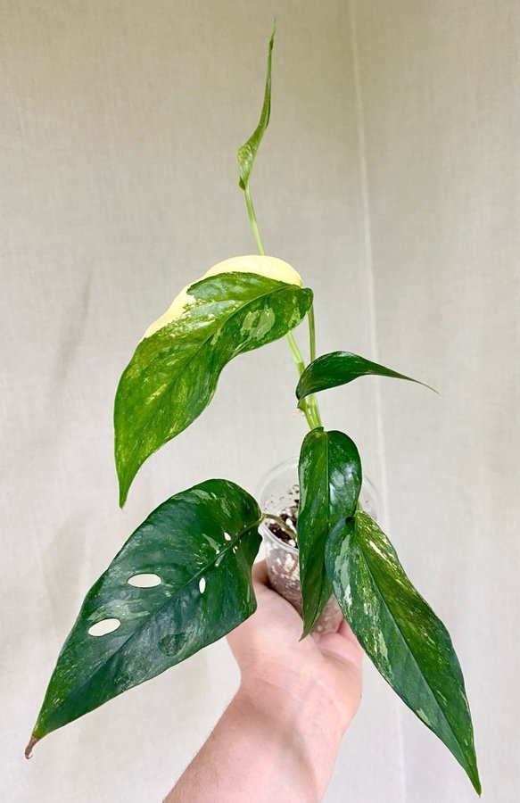 Epipremnum pinnatum albo variegata