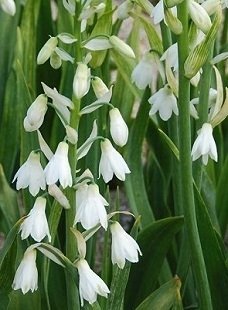 Galtonia candicans - Kaphyacint - LÖK