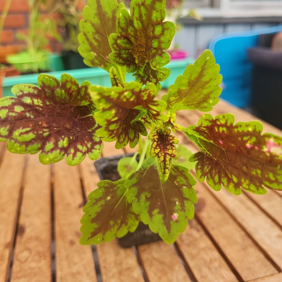 Coleus palettblad