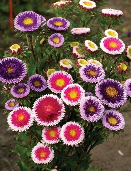 Aster Moonshine, ettårig, höjd 50 cm, blommar juli-oktober, 40 frön