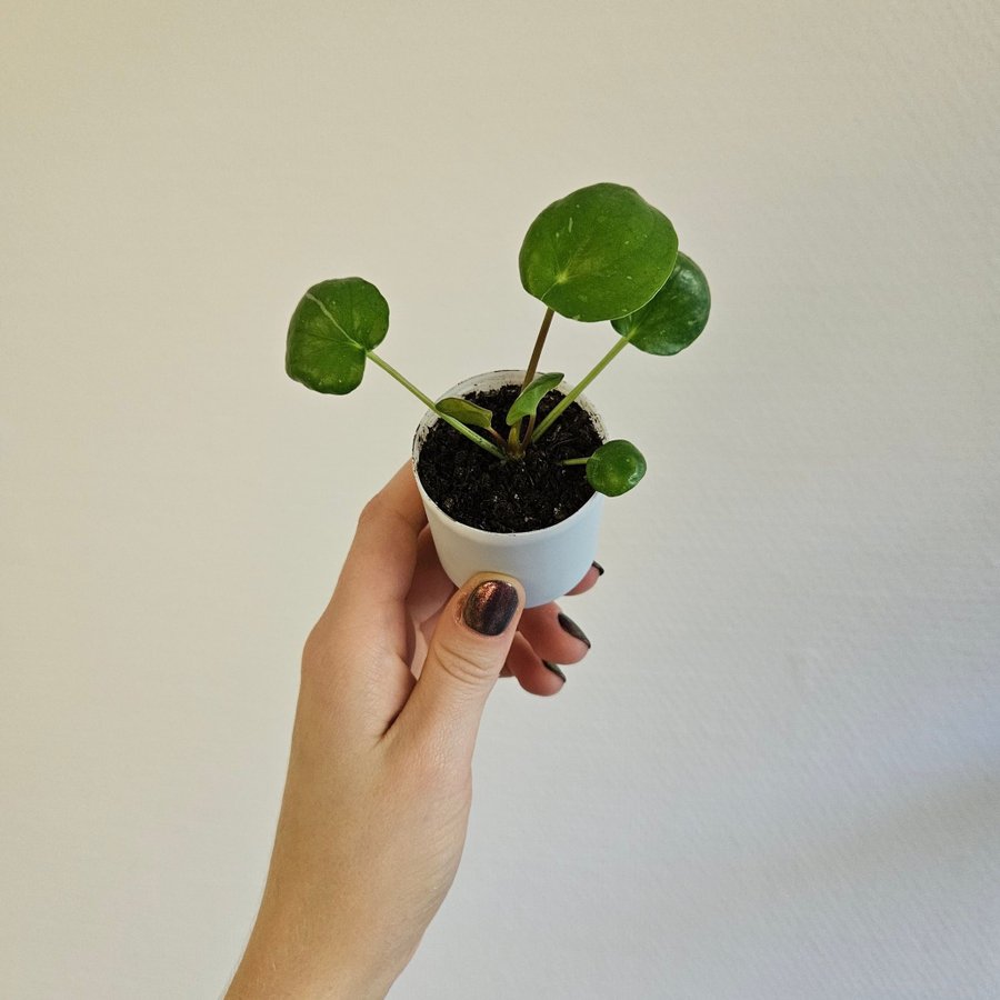 Elefantöra Pilea Peperomioides White Splash Stickling