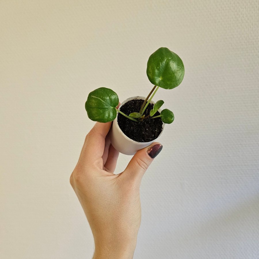 Elefantöra Pilea Peperomioides White Splash Stickling