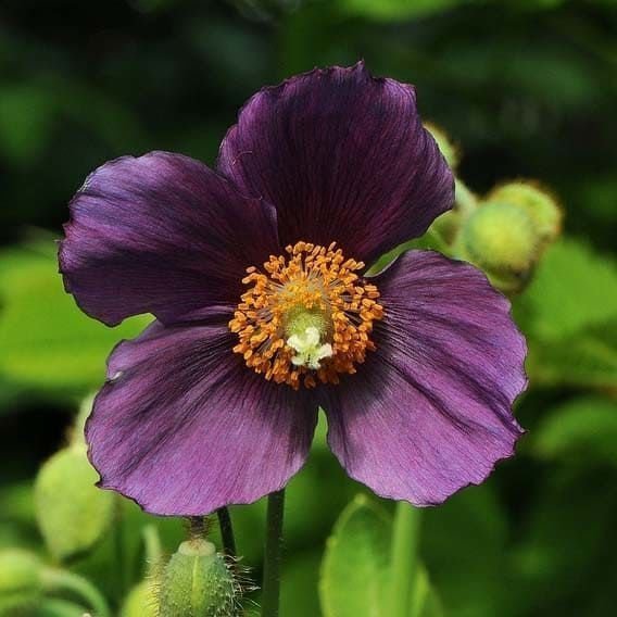 Meconopsis betonicifolia 'Hensol Violet' 10st frön