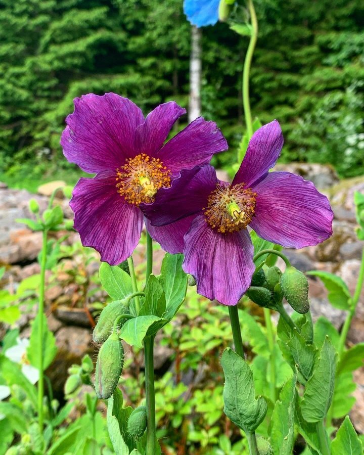 Meconopsis betonicifolia 'Hensol Violet' 10st frön