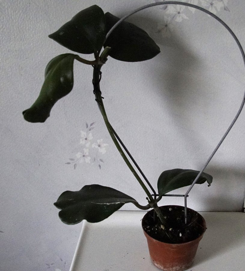 HOYA KERRII STORBLADIG PLANTA MED NYTILLVÄXT HJÄRTFORMADE BLAD * KORT AUKTION