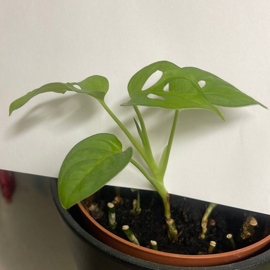 Monstera adansonii Monkey Mask