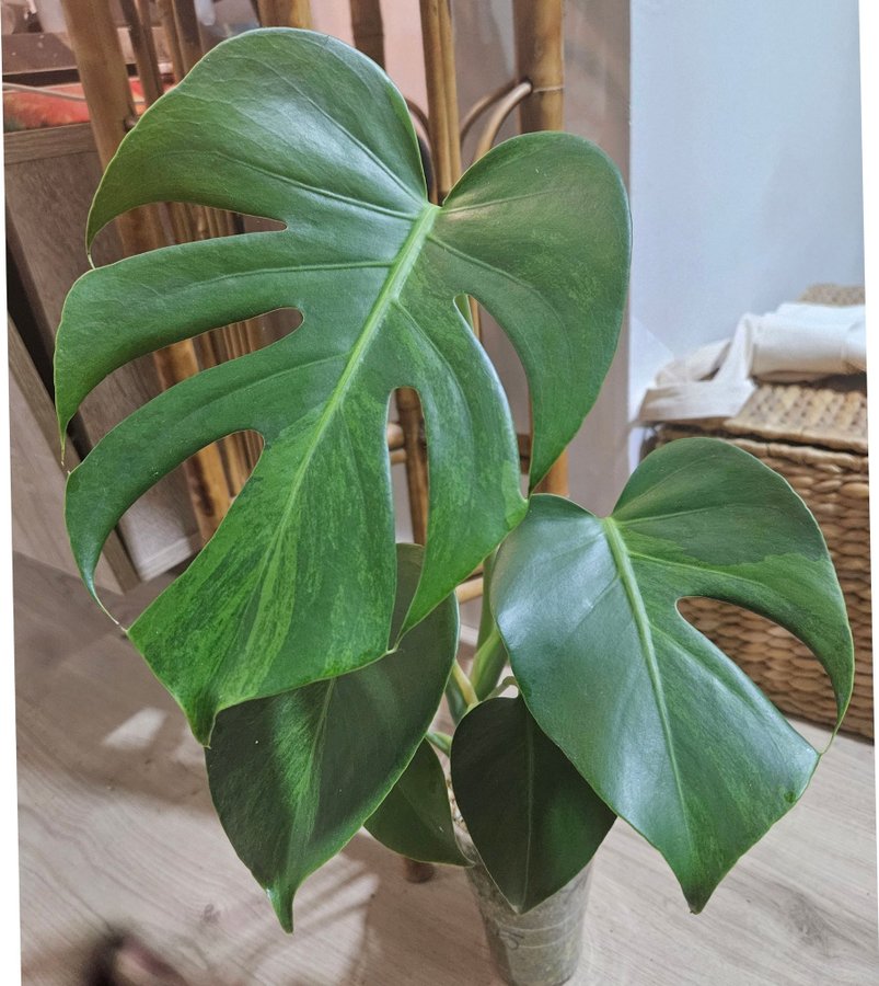 Monstera Deliciosa Green on Green