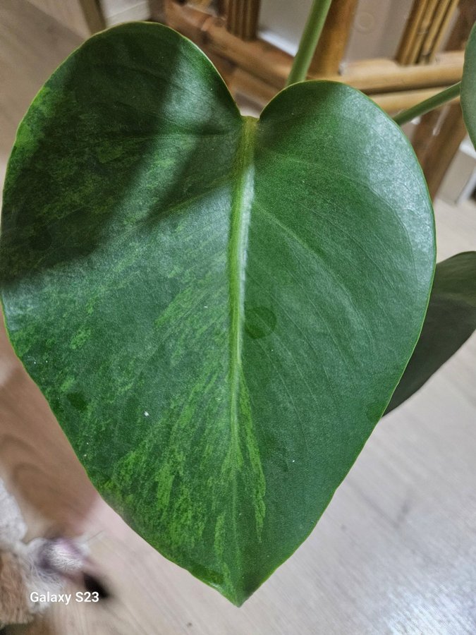 Monstera Deliciosa Green on Green