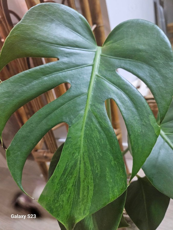 Monstera Deliciosa Green on Green