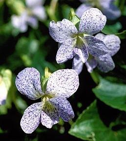 Viola sororia 'Freckles' - Fjärilsviol - PLANTA