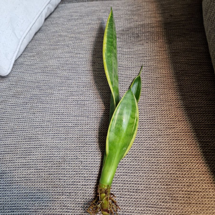 Svärmorstunga sansevieria trifasciata