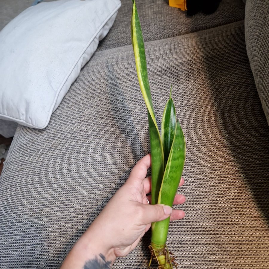 Svärmorstunga sansevieria trifasciata