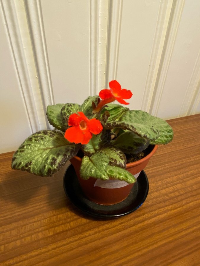 Kopparblad Episcia