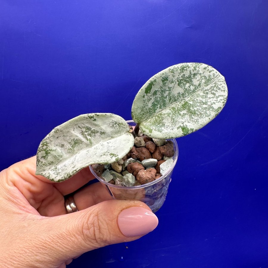 Hoya carnosa ’Nova Ghost’ - rotad stickling