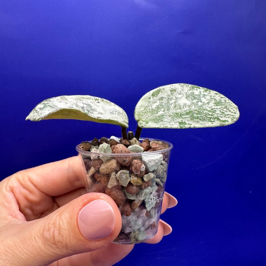 Hoya carnosa ’Nova Ghost’ - rotad stickling