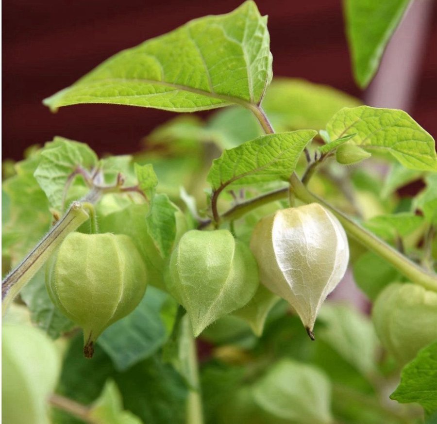 Gyllenbär , Physalis grisea , ca 10 frön